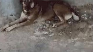 Shovel dog (SHOCKING FOOTAGE)