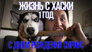 Жизнь с Хаски: 1 год - С днем рождения Сириус