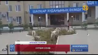 Белгісіз біреу "Аллаһу Акбар" деп айқайлап, тұрғындардың зәресін алған