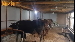 BIITA BUZOQDAN 6 OYDA QANCHA FOYDA OLSA BOLADI?  MOLHONA QURISH BOQISH
