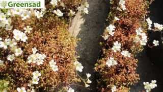 Камнеломка (белый) - видео-обзор от Greensad