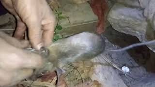 cuab nas 2019  - 2020 Daim 1
