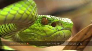 Pitviper  close up [high quality]