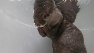 小学校の時やったプールで宝石拾うやつが楽しくて仕方ないカワウソと飼い主 otter and its owner enjoy picking up jewelry in the bath