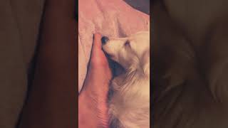 (ASMR) 10+ minutes of foot corn licking & biting