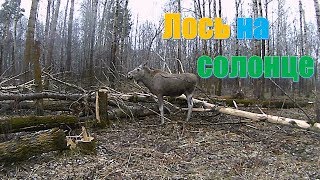 Лось на солонце