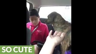 Sweet dog cries every time mom drops son off at school
