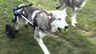 Saarlooswolfhond Degenerative Myelopathie Hunderollwagen