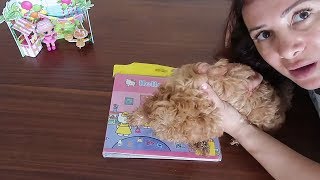 DÜNYANIN EN ZEKİ KÖPEĞİNE OKUMA YAZMA ÖRETİYORUM KÖPEĞİMİN YENİ EVİ EĞLENCELİ VİDEO Bidünya Oyuncak
