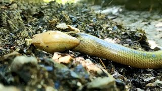 Anguis fragilis Eat snail