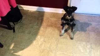 Raw food diet for miniature schnauzer