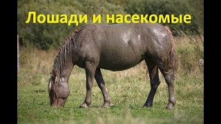 Лошади и насекомые.