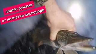 Ловлю щук руками в проруби. Глухозимье 2022