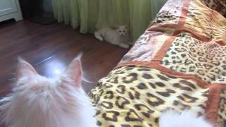 A sudden attack of the Maine Coon.