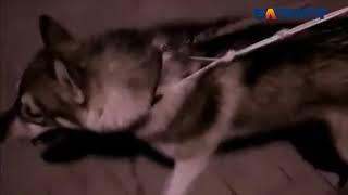 В Волжском потерялся пес хаски