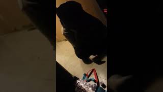 Paige the dumb ass