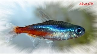 РАЗВЕДЕНИЕ НЕОНОВ | СОВЕТЫ ПРОФЕССИОНАЛЬНОГО АКВАРИУМИСТА
