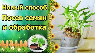ТАКОГО СПОСОБА ВЫ ТОЧНО НЕ ВИДЕЛИ! ПОСЕВ СЕМЯН БЕЗ ЗЕМЛИ, ОДНОВРЕМЕННО С ОБЕЗЗАРАЖИВАНИЕМ КИПЯТКОМ!