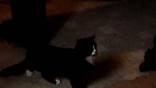 freeze frame cat