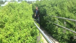 Павел Чинарёв выходит из кустов