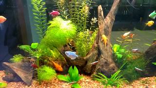 Красивый аквариум с рыбками. Beautiful aquarium with fish.