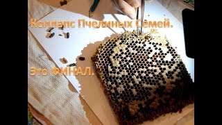 Коллапс пчелиных семей. Это ФИНАЛ.