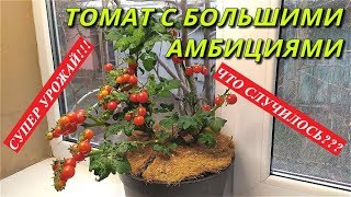 ТОМАТ "Маленькая Звезда"-С БОЛЬШИМИ АМБИЦИЯМИ!!! Выращивание томатов зимой дома.