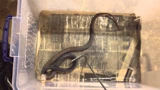 Taipan