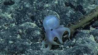 Casper the Friendly Octopus | Nautilus Live