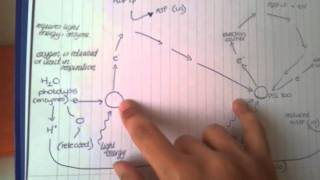 Light Dependent Stage of Photosynthesis (OCR A2 Biology)