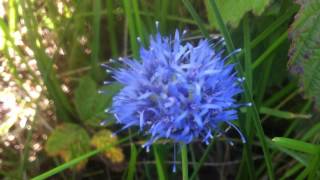 Sheep's bit (Jasione Montana) / Blue bonnets - 2012-07-15