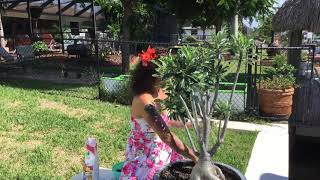 When to fertilizer you desert roses and succulent