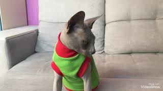 Одежда для сфинксов купить Харьков, одежда для кота купить, sphynx cat wear, cat clothes