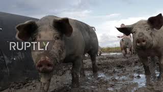With pigs you may fly! Herd of porkers help stave off airplane bird strikes at Dutch airport