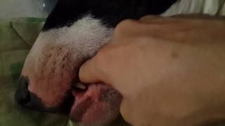 Самая опасная собака в мире!!!!! Бультерьер убийца / The most dangerous dog