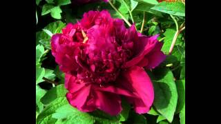 ПИОН ДРЕВОВИДНЫЙ  (PAEONIA)  сем. Пионовые