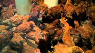Цыплята Кучинские 1