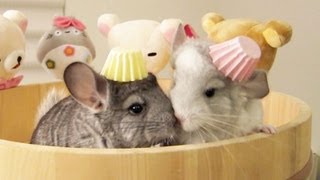 Chinchilla Love & Kisses