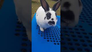 Un dia con mi conejo en el parque /USA