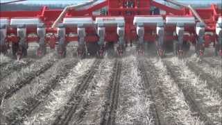 Strip-till ( сев кукурузы) ООО "АГРОСОЮЗ" Староминский район