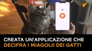 Creata un'applicazione che decifra i miagolii dei gatti