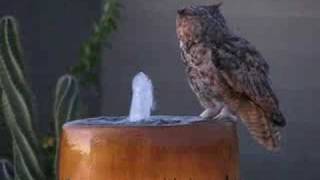 Owl Drinking at Dusk