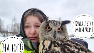 Забрали сову домой, чтобы её ветром не сдуло. Кошка дома в восторге от совы