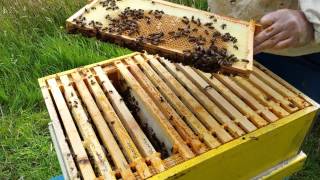 Checking big hive. Пчеловодство в Англии. Проверяем большой улей.