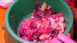 Как правильно кормить собаку. Как я кормлю питбуля? Feed The Dog