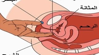 شاهد بالفيديوأوضاع  لإثارة منطقة جى سبوت  لإيصال المرأة إلى أقصى درجات  النشوة الجنسية