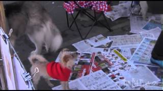 The Pet Engineer - Don't Shop - Adopt!! Second Chance Rescue