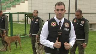 NARKOTİK KÖPEKLERİN EĞİTİMİ - ÖZKAN ÖZCAN - TGRT HABER