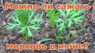 Можно ли сажать морковь в июне?