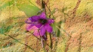 Shakuhachi Sunrise music for relaxation & meditation